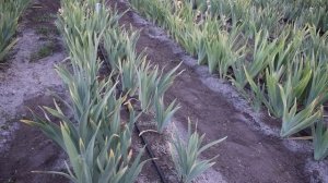 Схема посадок ирисов бородатых