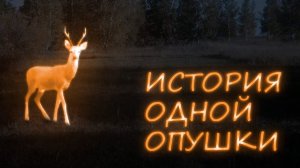 История одной опушки