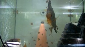 Работенка на разводне. Отправки дискусов 2022.