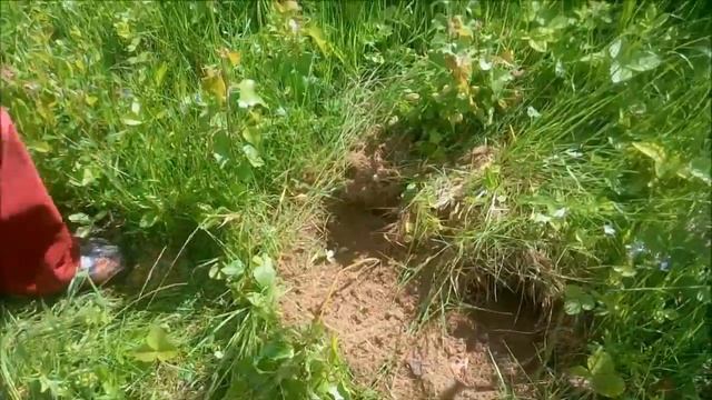 Культиватор "Торнадо" смотреть онлайн