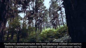 Лесной Кот - дикий охотник и страх всех грызунов в лесу. Интересные факты о диком пушистике