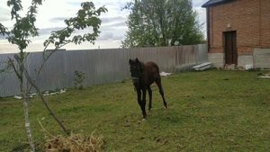 Знакомство с неприученным Английским Жеребенком. История Взросления Коня. Моя Лошадь #2 Чечня