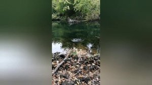 Голавль на малой реке осенью.