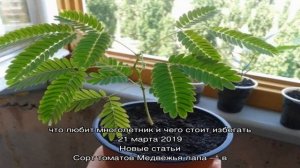 Выращивание акации из семян: все, что нужно знать садоводам