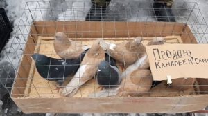 Ярмарка голубей в Новошахтинске. Птичий рынок 11.02.24. Николаеские голуби. Вird market. Pigeon Fai