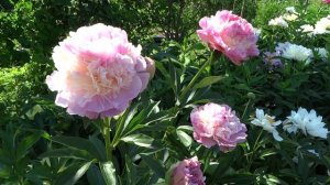 Пион ДЖУНИОР МИСС / Paeonia JUNIOR MISS - ОБЗОР, ОПИСАНИЕ, ЦВЕТЕНИЕ, ОТЗЫВ