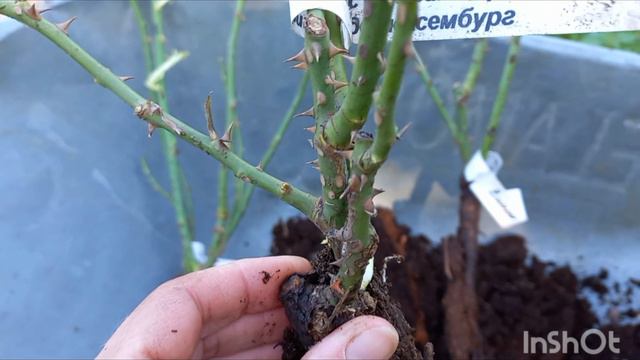 Распаковка посылки с розами из питомника Розомания. Сентябрь 2024 смотреть онлайн