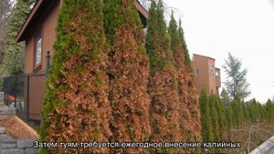 Туя Еллоу Риббон (Yellow Ribbon)  западная — описание