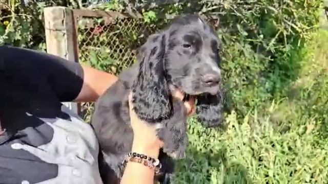 продажа английский кокер спаниель Симферополь Крым+79787402855 цена от 25-50 тыс руб доставка есть смотреть онлайн