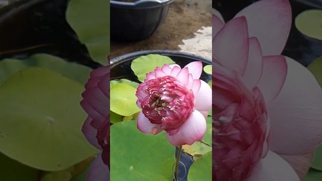 Pink cloud  lotus #home #kerala