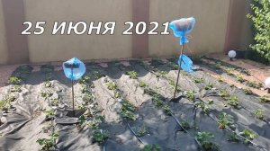 Клубника Гармония. Наша первая грядка. Сажаем первый раз клубнику. Ремонтантная клубника.