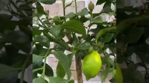 Лимон Каррубаро/ Citrus Limon Carrubaro в «Цитрус Микс»
