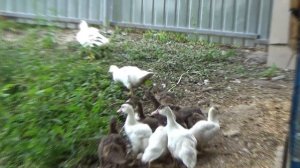 Мускусные утки знакомятся с гусями