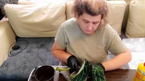 Срочная пересадка Антуриума кларинервиум после приобретения. Перевалка растений в мох