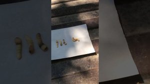Пример работы СВЧ установки ЖУК (для домов из сруба)