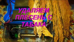 ДНЕВНИК ТАБАКОВОДА № 42 ( 9.08. Как удалить плесень ) ТАБАК