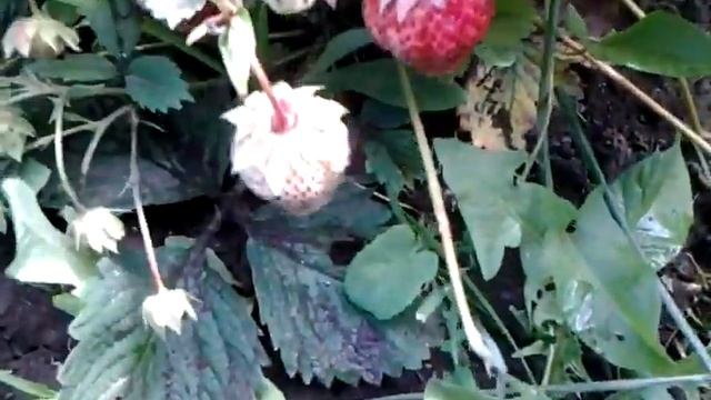 КЛУБНИКА. Использование одноразовых вилок в качестве подпорок для ягоды смотреть онлайн