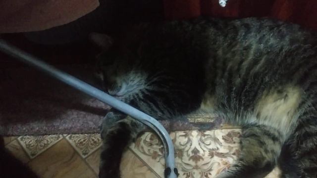 #котики #cat Потому, что воскресенье!👍🏻🐈🐈 смотреть онлайн