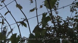 ИЮНЬ НА ДАЧЕ.   ВИНОГРАД  Формируем арку.