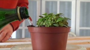 Комнатное растение Цефалотус ХИЩНОЕ РАСТЕНИЕ! Смотрите БотаникLIVE