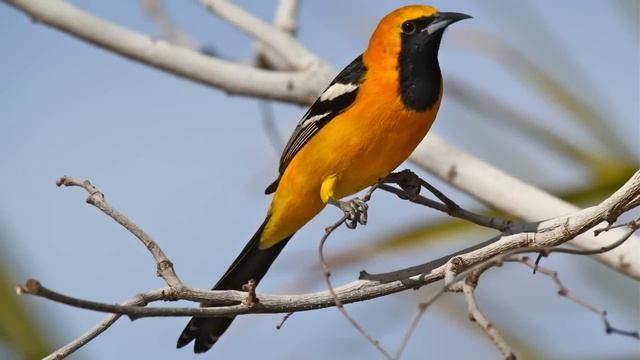 Пение птиц. Иволга. Красивое пение птиц )) смотреть онлайн