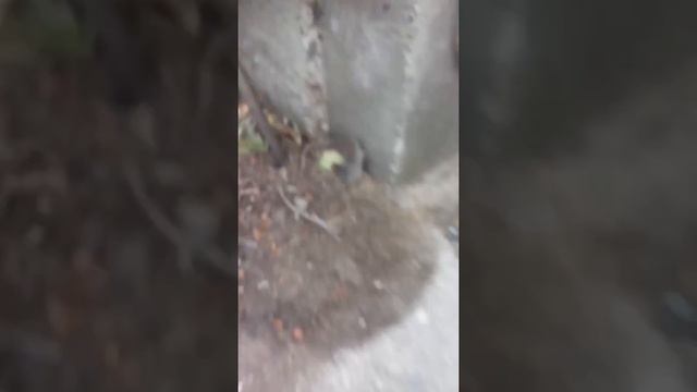 #влог#видео#Кошка играет с мышкой смотреть онлайн