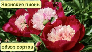 ЯПОНСКИЕ ТРАВЯНИСТЫЕ ПИОНЫ.  Japanese herbaceous peonies. Обзор красивых сортов. Дачный креатив.