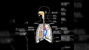 Онлайн-урок для 4-х классов.На тему: "Дыхательная система".