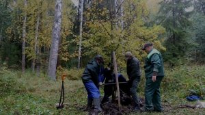 В Павловском парке посадили двенадцать лип