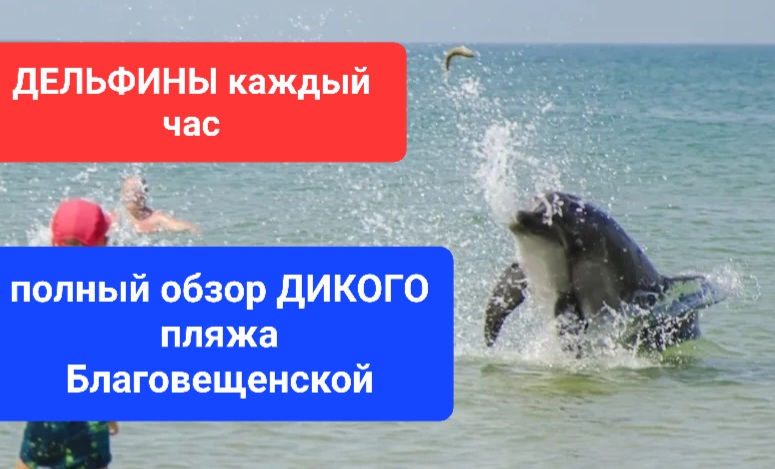 ДЕЛЬФИНЫ приплывают каждый час. ДИКИЙ пляж у погранзаставы Благовещенской(Анапа) Как добратся, + и -