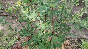 Жимолость съедобная. Сезон 2023 г. Начало созревание.