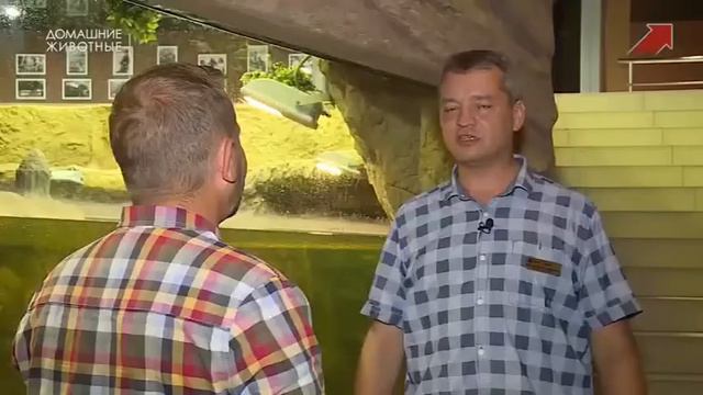 Межпрограммная заставка, анонс и заставка СМИ (Домашние животные, 18.07.2022) смотреть онлайн