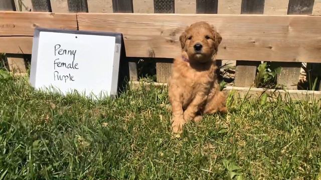 Penny Purple смотреть онлайн