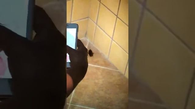 Ужас!! Огромные тараканы смотреть онлайн