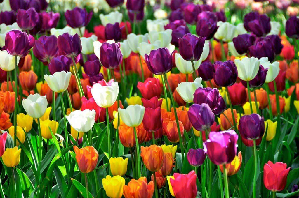 Знаменитая мелодия Mariage D'Amour П. Сенневиля и Кекенкоф цветение тюльпанов