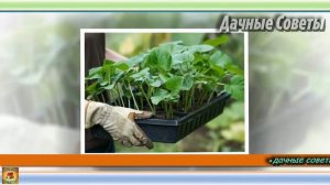 Как с пользой применять ОПАВШИЕ ЛИСТЬЯ на даче и в ОГОРОДЕ Дачные хитрости и ПОЛЕЗНЫЕ СОВЕТ