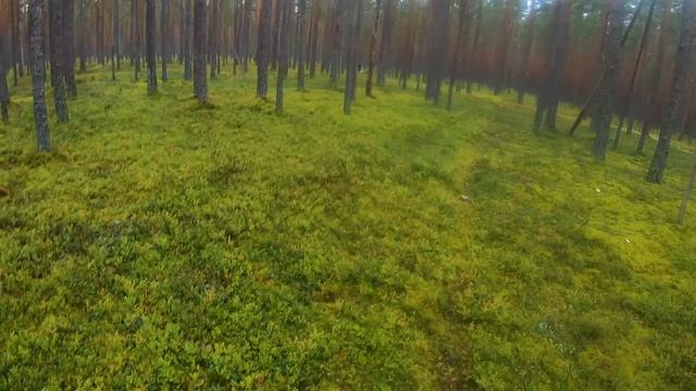 ПСКОВСКИЕ БОРЫ. Сентябрь-2022. Часть 2. смотреть онлайн