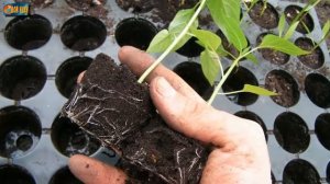 Как улучшить всхожесть рассады? Замочите семена перед посадкой в янтарной кислоте.