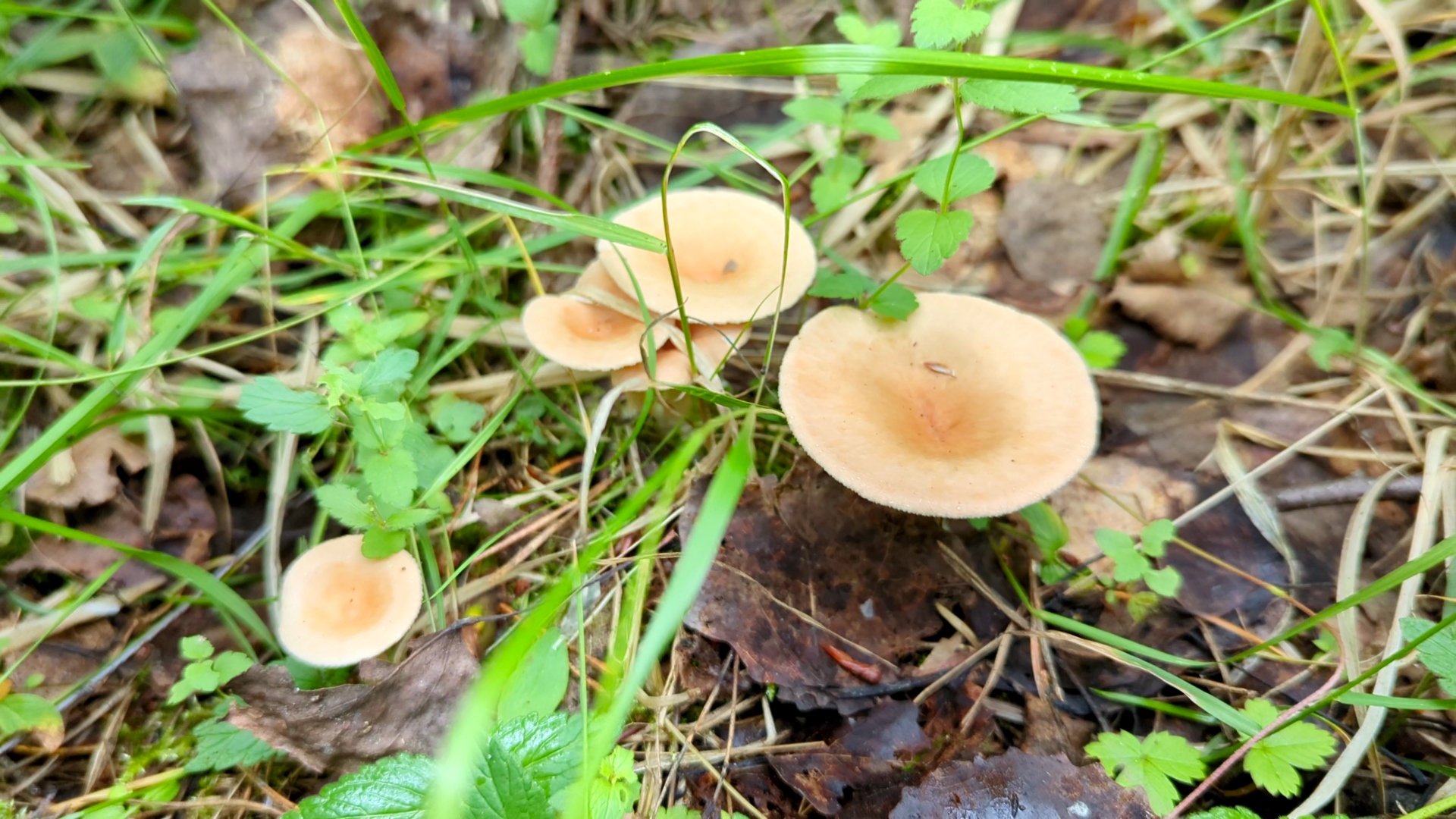 Говорушка ворончатая (Clitocybe gibba). Как выглядит гриб на месте произрастания.