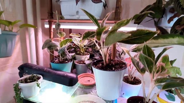 🌼🌼🌼Обзор растений в комнате и пополнение в коллекции.