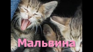 ЛУЧШИЕ ИМЕНА ДЛЯ КОШКИ, КАК НАЗВАТЬ КОТЕНКА
