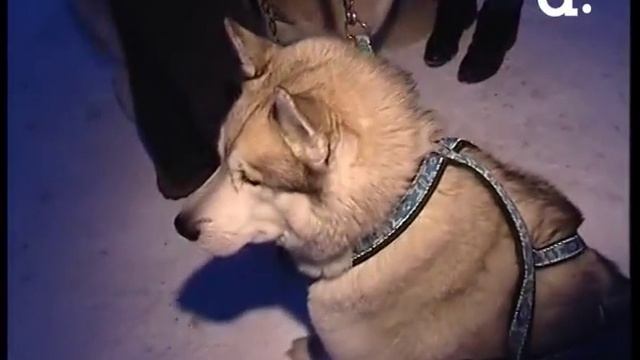 Включение. Ездовые собаки смотреть онлайн