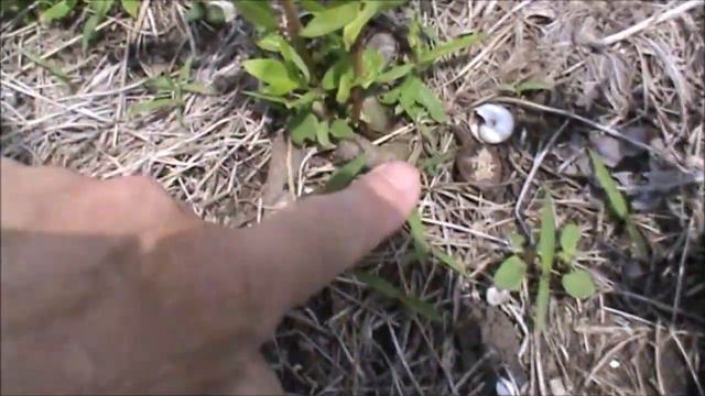 Много разных ив смотреть онлайн