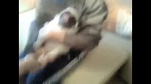 Мопс орет (pug screaming)