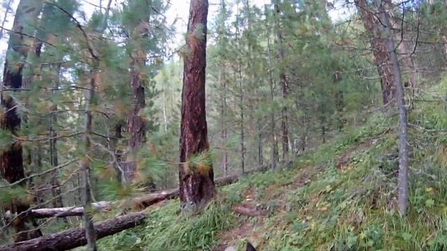 Алтай.Рыбалка на хариуса.Катунь.Самульта.Кадрин.Аргут.Туры маршруты на Алтае.