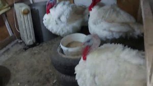 Индюкам 5 месяцев,  очищаются зерносьмесью. Некондиционные яйца у индюшек.