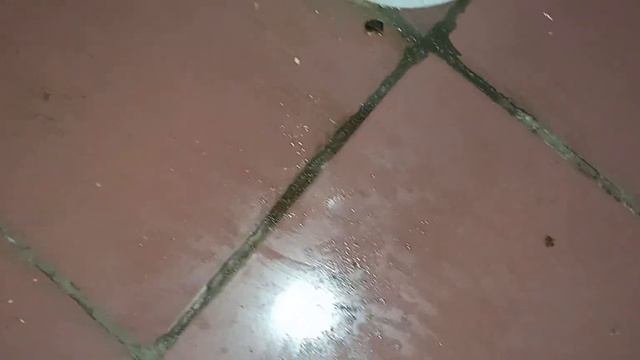 Опять кошки засрали общественный туалет? 24.01.2024 смотреть онлайн