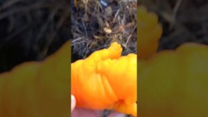 приехали в лес с сквиши собаками сквиши собаки гуляют🐕