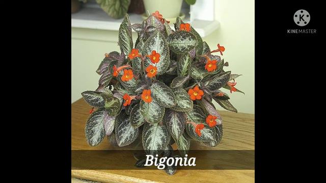 Hanging Plants with names