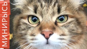 Как растут котята породы "Курильский бобтейл" | Один месяц 10 дней